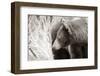 Bear Tones-Nathan Larson-Framed Photographic Print