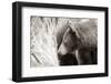 Bear Tones-Nathan Larson-Framed Photographic Print