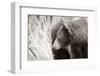 Bear Tones-Nathan Larson-Framed Photographic Print