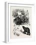 Bear Trap, Canada, Nineteenth Century-null-Framed Giclee Print