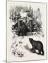 Bear Trap, Canada, Nineteenth Century-null-Mounted Giclee Print