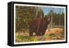 Bear, Yellowstone Park, Montana-null-Framed Stretched Canvas
