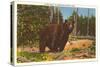 Bear, Yellowstone Park, Montana-null-Stretched Canvas