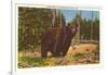 Bear, Yellowstone Park, Montana-null-Framed Art Print