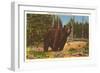 Bear, Yellowstone Park, Montana-null-Framed Art Print