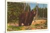 Bear, Yellowstone Park, Montana-null-Stretched Canvas