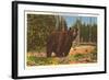 Bear, Yellowstone Park, Montana-null-Framed Art Print