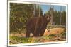 Bear, Yellowstone Park, Montana-null-Mounted Art Print