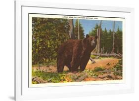 Bear, Yellowstone Park, Montana-null-Framed Premium Giclee Print