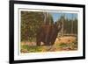 Bear, Yellowstone Park, Montana-null-Framed Premium Giclee Print