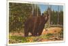 Bear, Yellowstone Park, Montana-null-Mounted Premium Giclee Print