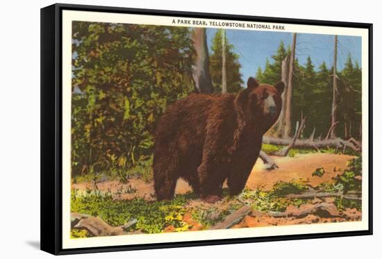 Bear, Yellowstone Park, Montana-null-Framed Stretched Canvas