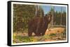 Bear, Yellowstone Park, Montana-null-Framed Stretched Canvas