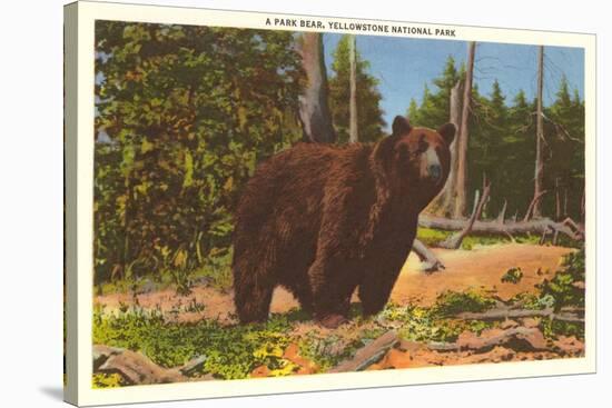 Bear, Yellowstone Park, Montana-null-Stretched Canvas