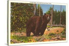 Bear, Yellowstone Park, Montana-null-Stretched Canvas