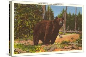 Bear, Yellowstone Park, Montana-null-Stretched Canvas