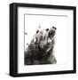 Bear-Philippe Debongnie-Framed Art Print