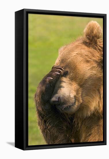 Bear-null-Framed Stretched Canvas