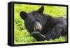 Bear-null-Framed Stretched Canvas