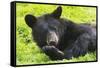 Bear-null-Framed Stretched Canvas