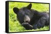 Bear-null-Framed Stretched Canvas
