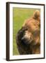 Bear-null-Framed Photographic Print