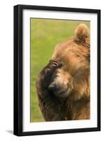 Bear-null-Framed Photographic Print