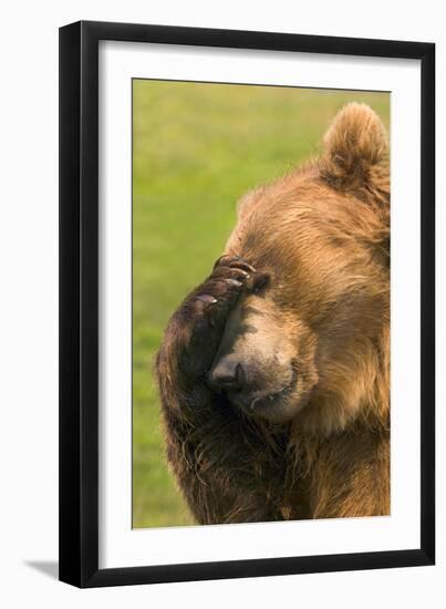 Bear-null-Framed Photographic Print