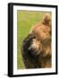 Bear-null-Framed Photographic Print