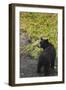 Bear-null-Framed Photographic Print