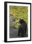 Bear-null-Framed Photographic Print