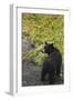 Bear-null-Framed Photographic Print