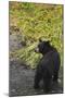 Bear-null-Mounted Photographic Print