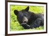 Bear-null-Framed Photographic Print