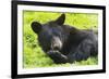 Bear-null-Framed Photographic Print