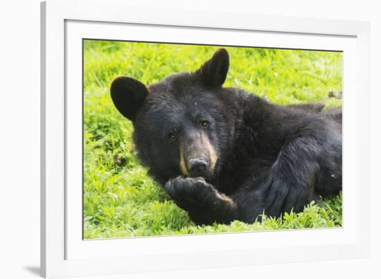 Bear-null-Framed Photographic Print