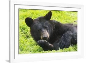 Bear-null-Framed Photographic Print