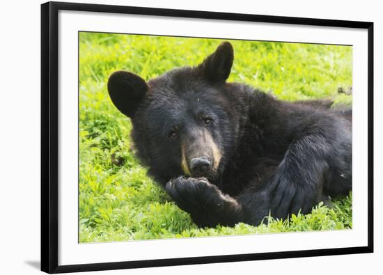 Bear-null-Framed Photographic Print