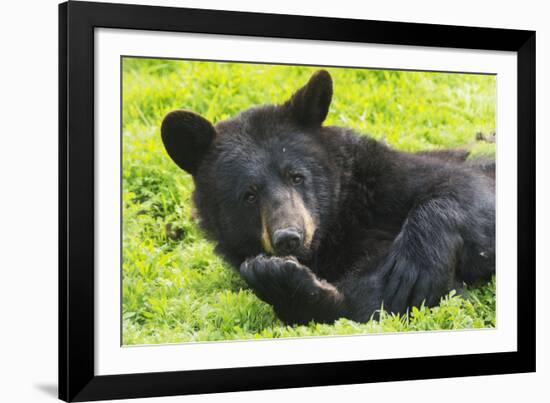 Bear-null-Framed Photographic Print