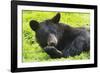 Bear-null-Framed Photographic Print