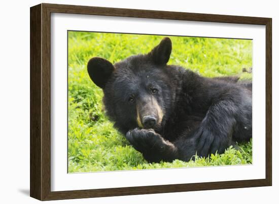 Bear-null-Framed Photographic Print