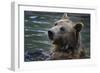 Bear-Gordon Semmens-Framed Photographic Print