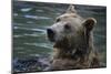 Bear-Gordon Semmens-Mounted Photographic Print