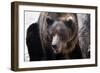 Bear-Gordon Semmens-Framed Photographic Print