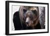 Bear-Gordon Semmens-Framed Photographic Print