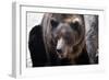 Bear-Gordon Semmens-Framed Photographic Print