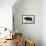 Bear-Florent Bodart-Framed Stretched Canvas displayed on a wall