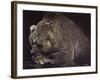 Bear-Harro Maass-Framed Giclee Print