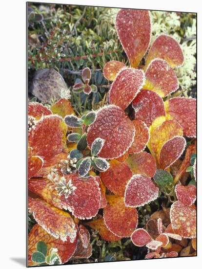 Bearberry and Dwarf Cranberries in Denali National Park, Alaska, USA-Stuart Westmoreland-Mounted Photographic Print