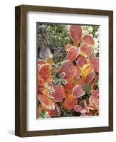 Bearberry and Dwarf Cranberries in Denali National Park, Alaska, USA-Stuart Westmoreland-Framed Photographic Print